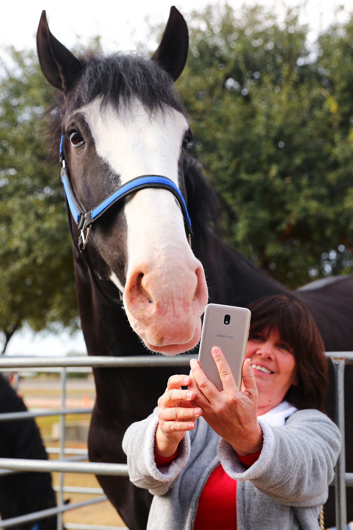Express Clydesdales